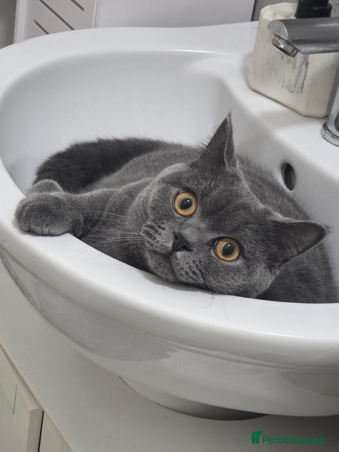 British Shorthair cats FluffyKitten  - Advert 8