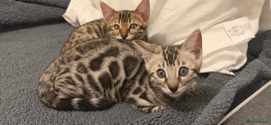 Bengal cats for sale: 🩶 BENGAL 🔥 KITTENS 🤍 TICA REGISTERED  - Advert 24