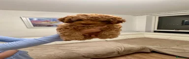 Cockapoo 1