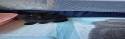 Mixed Breed cats for sale: 🐾 Two Kittens Looking for Their Forever Homes! 🐾 in Southampton - Advert 5