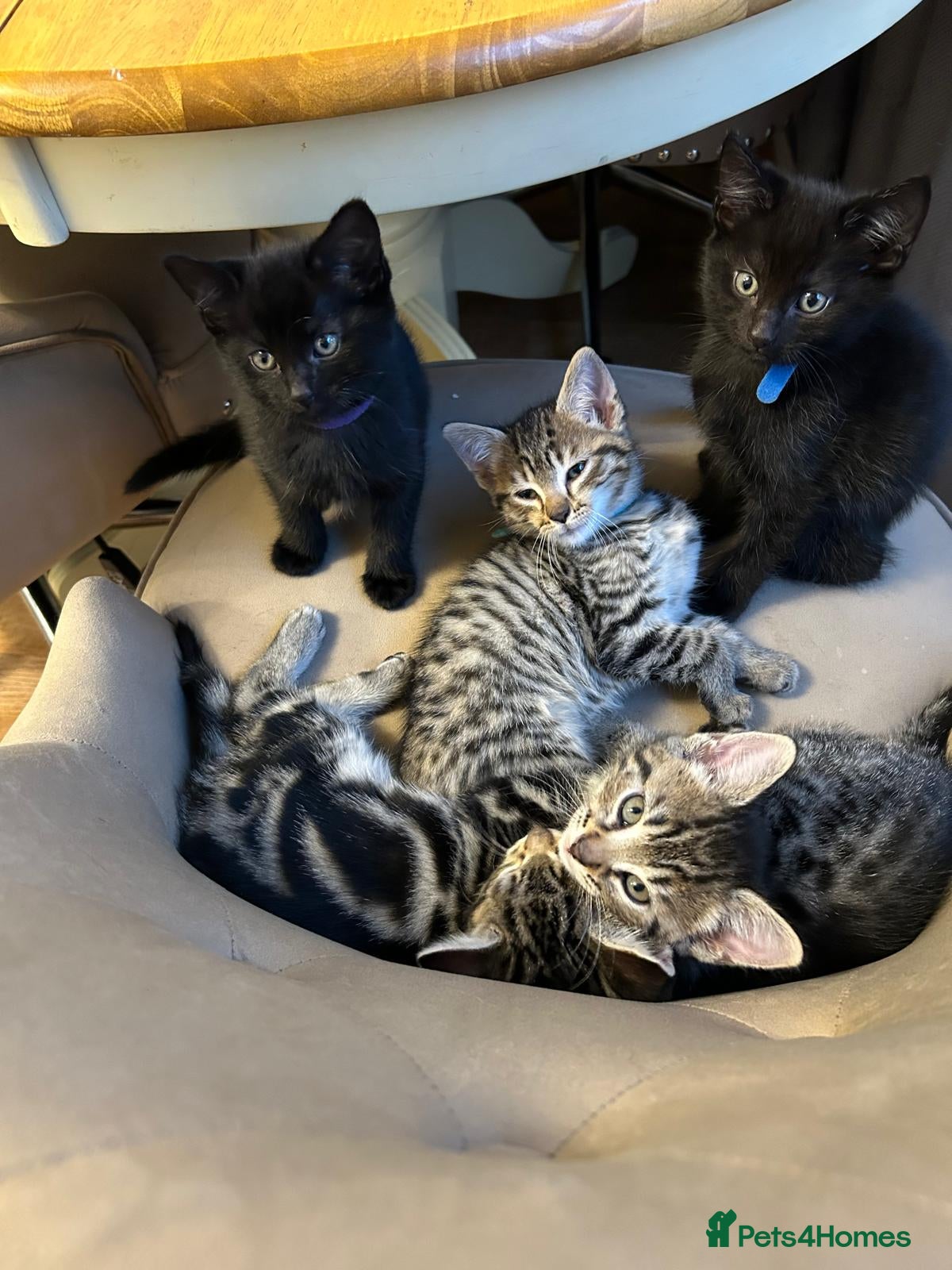 Mixed Breed cats British Mixed 2 boys 3 girls  - Advert 2