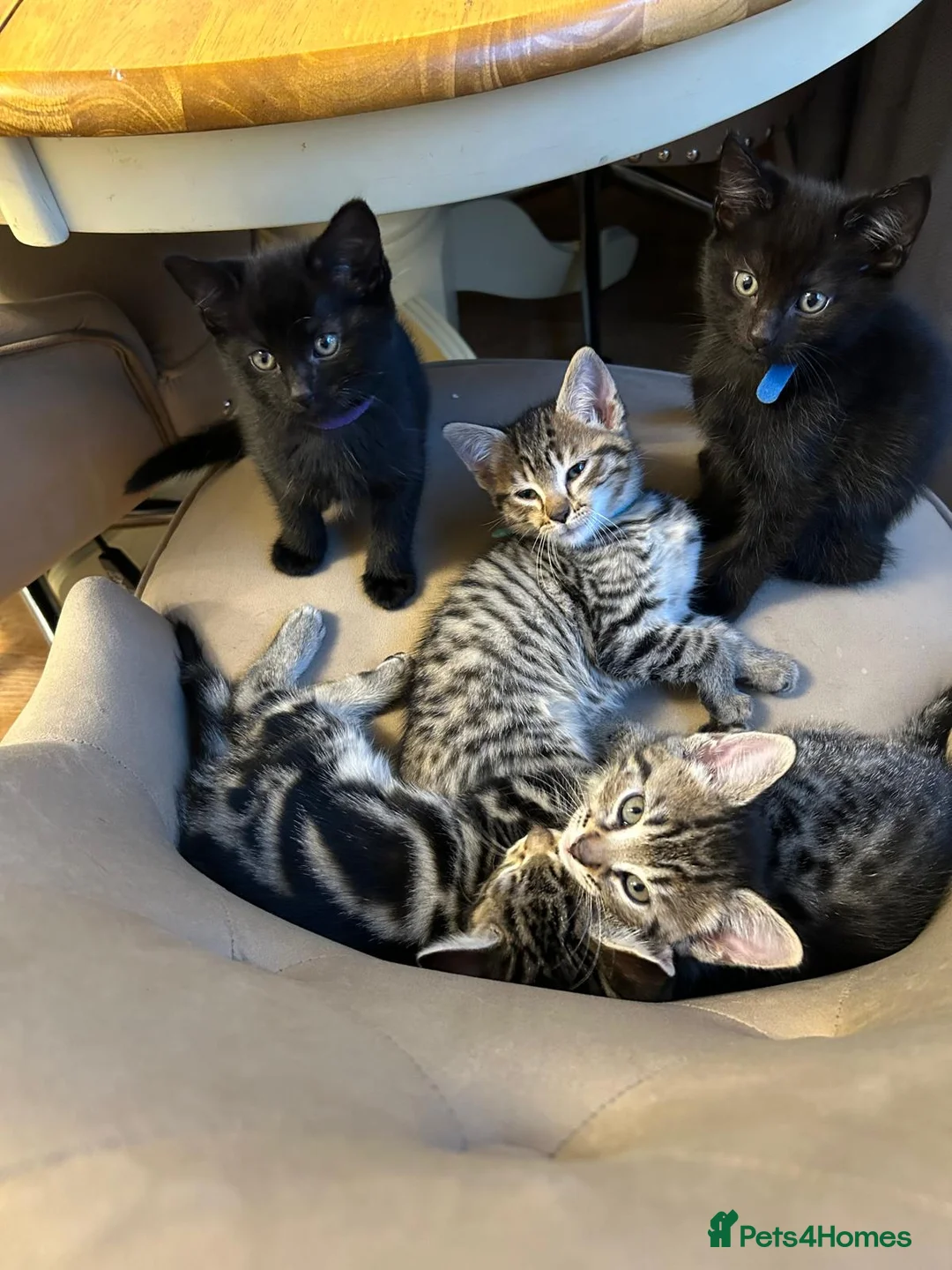 Mixed Breed cats for sale: British Mixed 2 boys 3 girls  - Advert 1