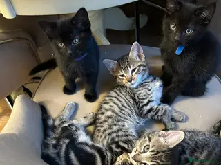 Mixed Breed cats British Mixed 2 boys 3 girls - Advert 2