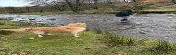Golden Retriever dogs for stud: Extremely handsome boy in Southport - Advert 8