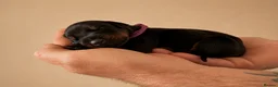 Dobermann dogs for sale:     ✨Carefully Planned KC Registered litter ✨  - Advert 17