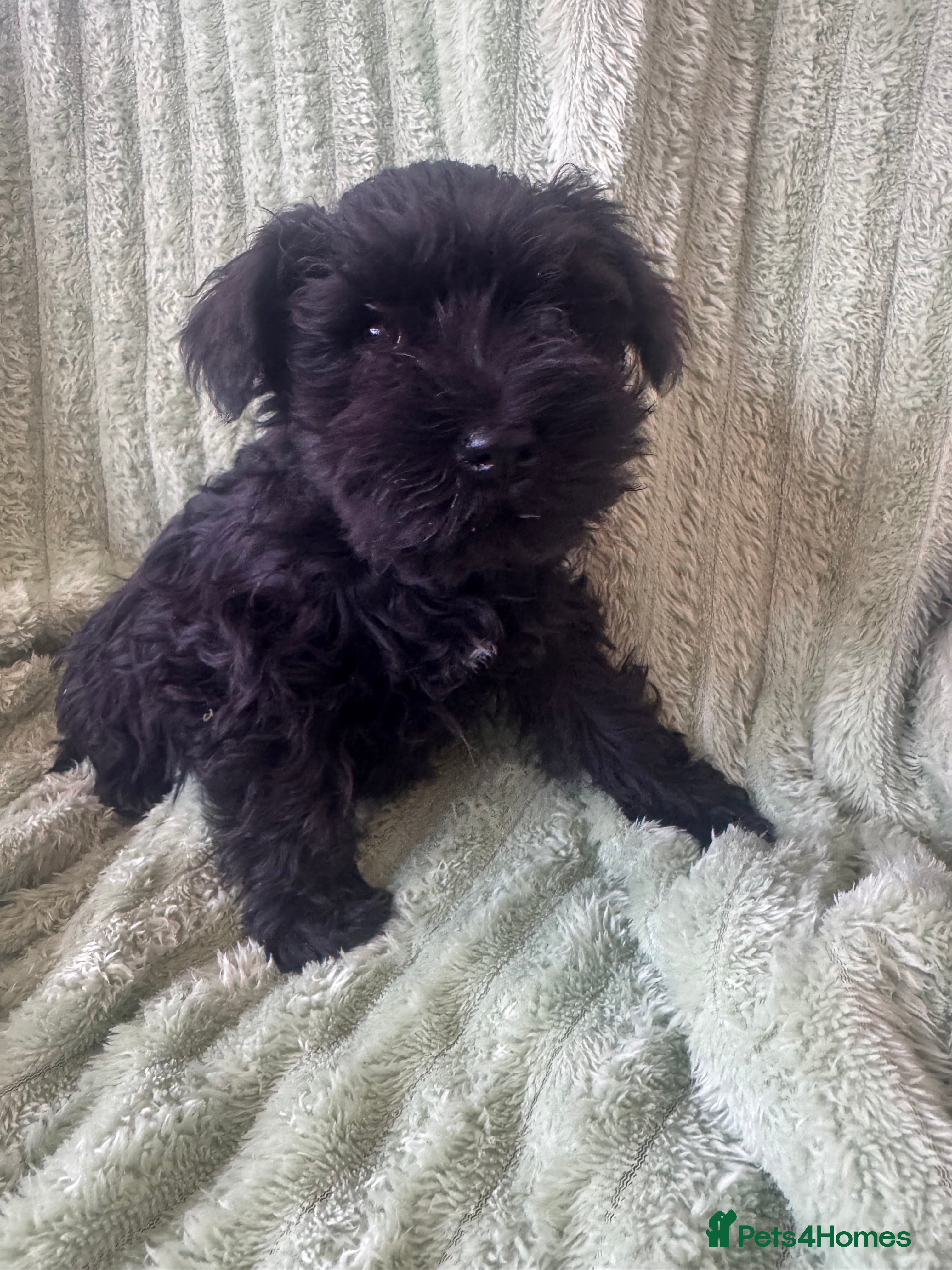 Miniature Schnauzer dogs Black miniature schnauzers  - Advert 8