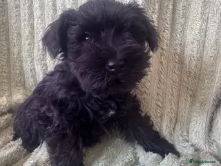 Miniature Schnauzer dogs Black miniature schnauzers - Advert 8