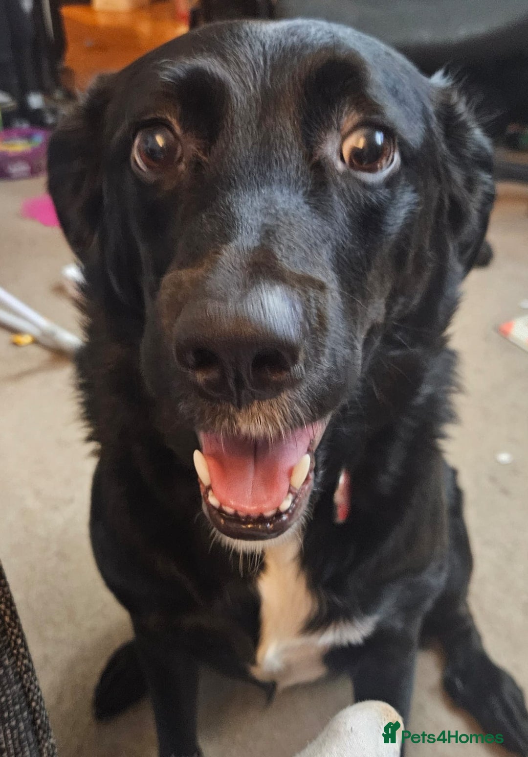 Borador dogs for sale: Border collie X Labrador - Image 3