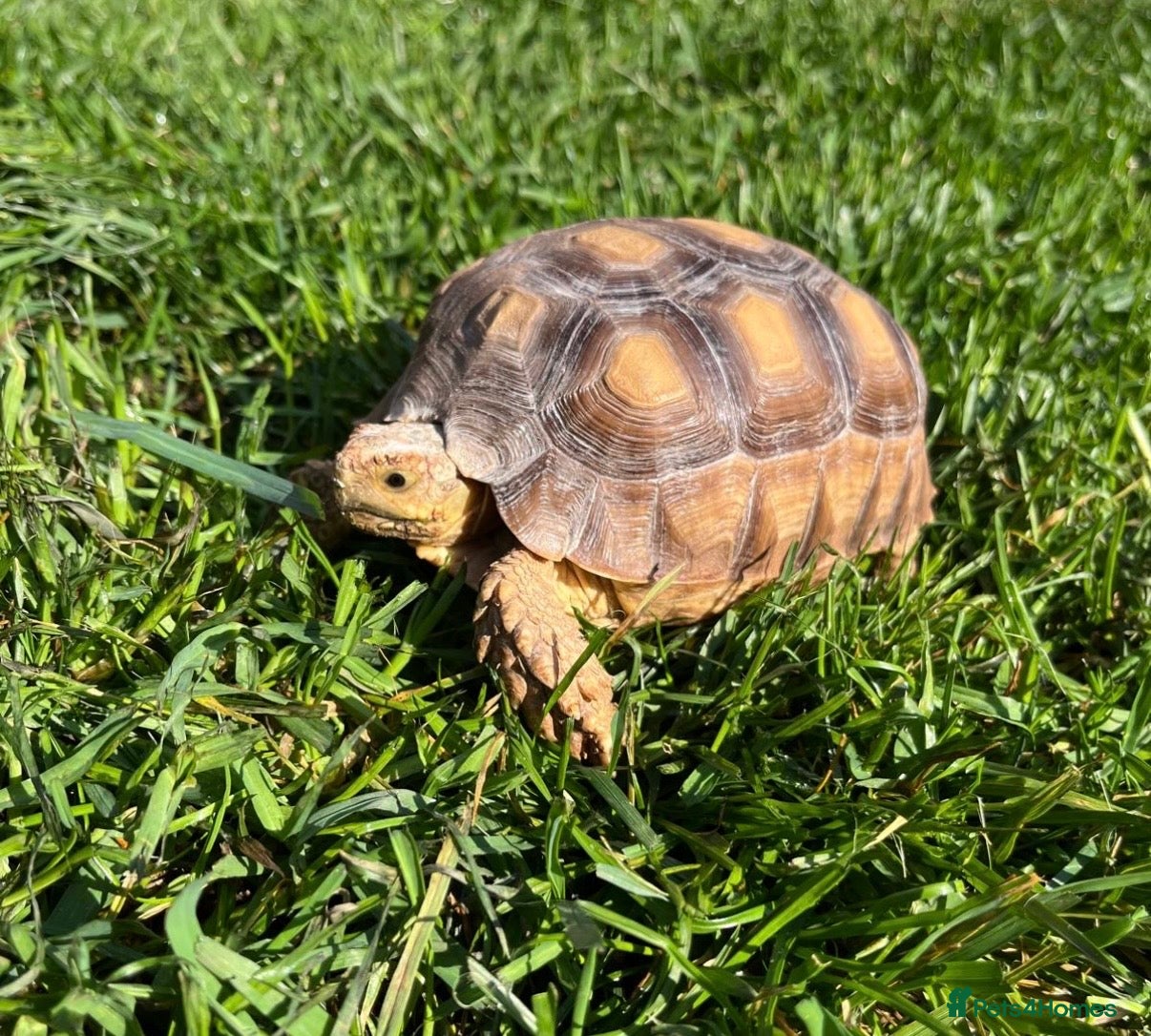 Tortoise reptiles Sulcata tortoise with custom built set up  - Advert 17