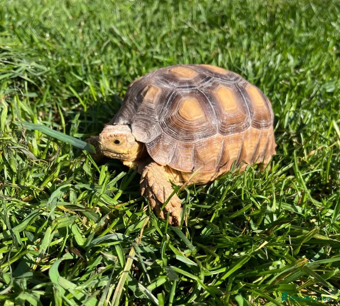 Tortoise reptiles for sale: Sulcata tortoise x2 with full set up - Advert 16