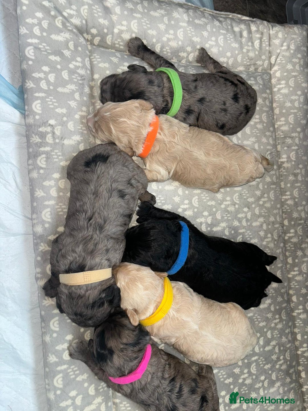 Cavapoo dogs for sale: BEAUTIFUL CAVAPOO PUPPIES HEALTH TESTED PARENTS  - Image 31