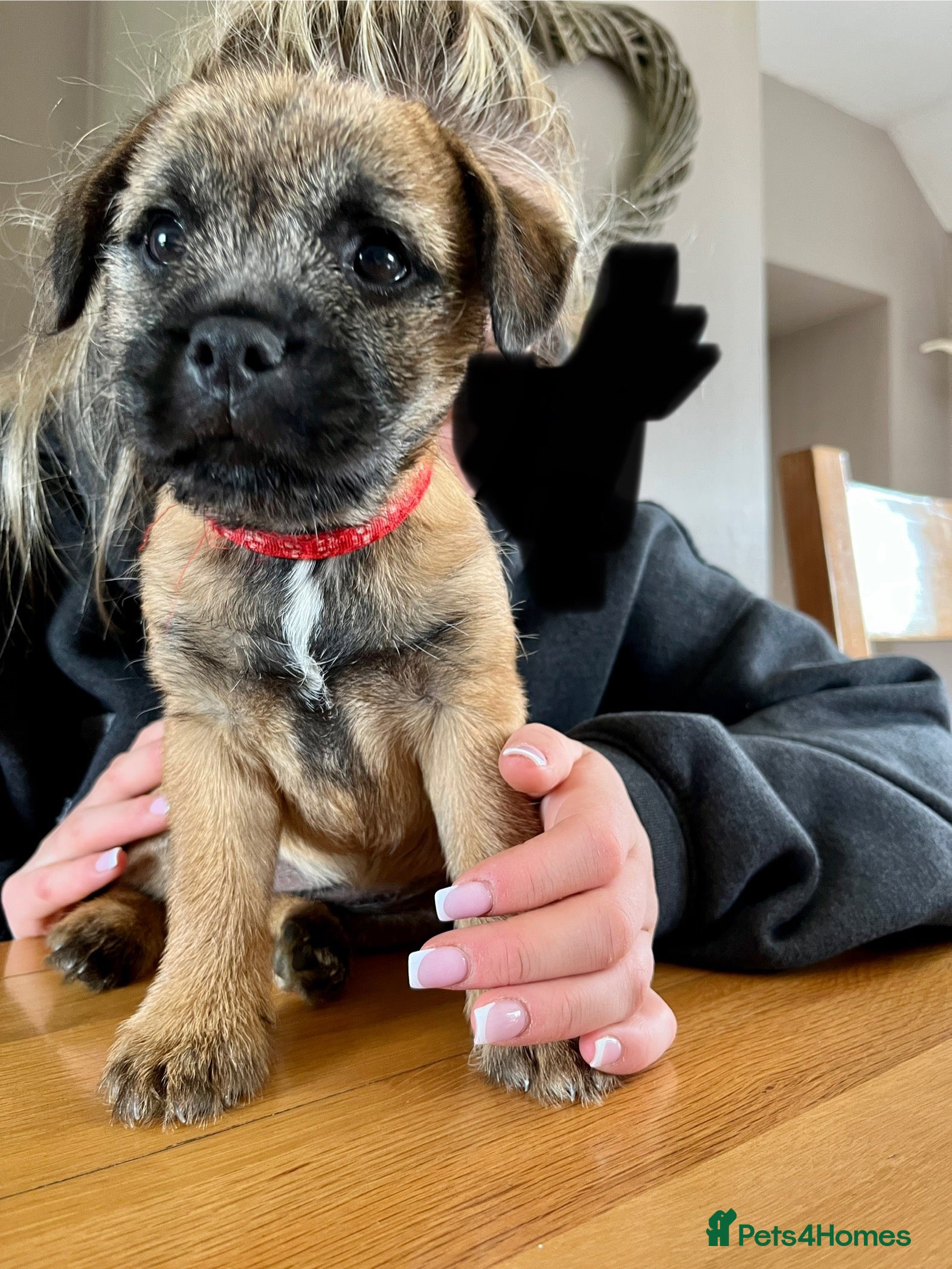 Border Terrier dogs Border terrier pups - Advert 18