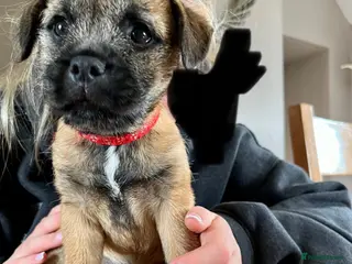Border Terrier dogs Border terrier pups - Advert 18