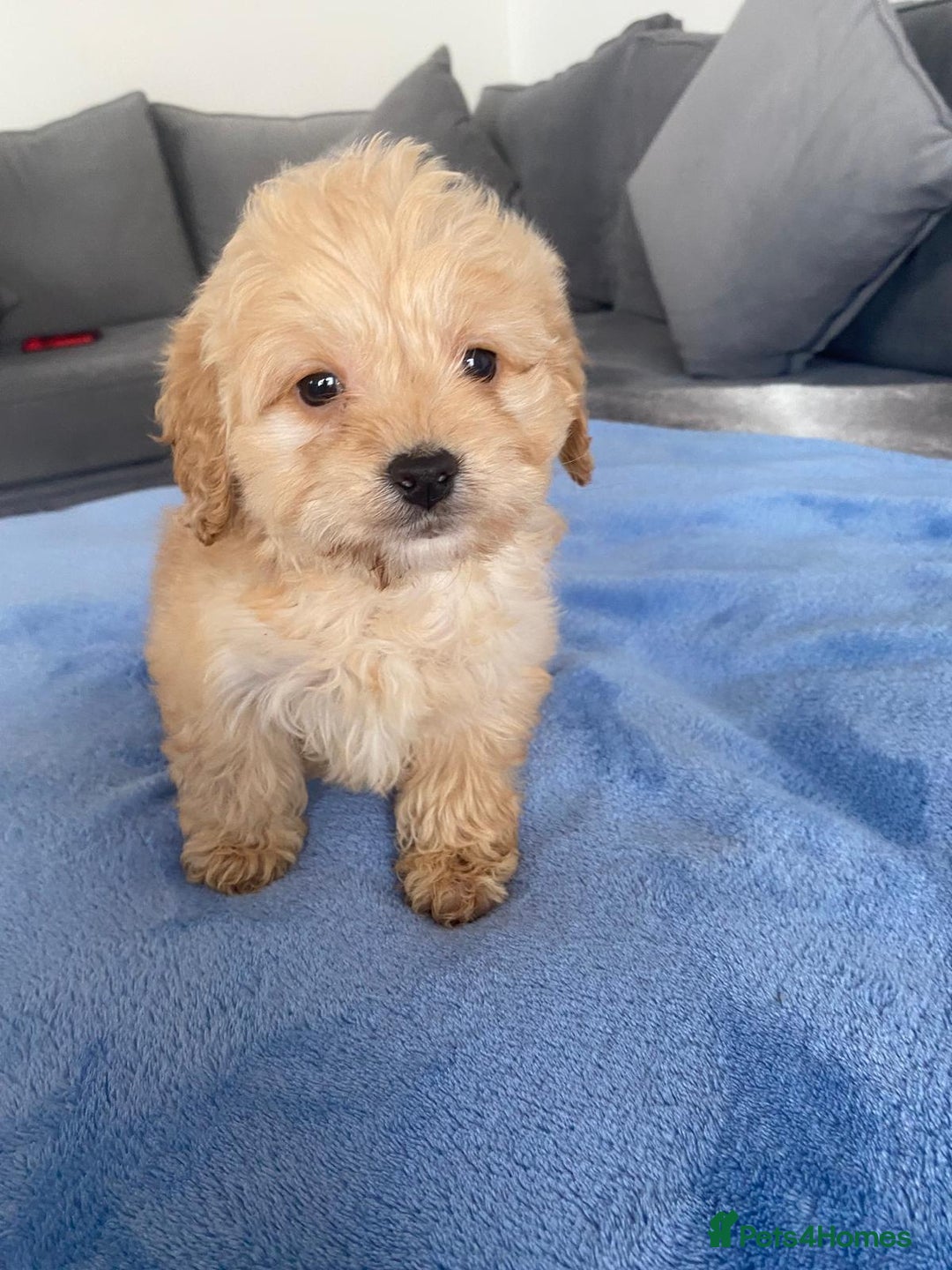 Cockapoo dogs for sale: F1 Cockapoos  - Image 3