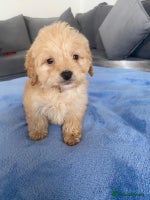 Cockapoo dogs - Advert 2