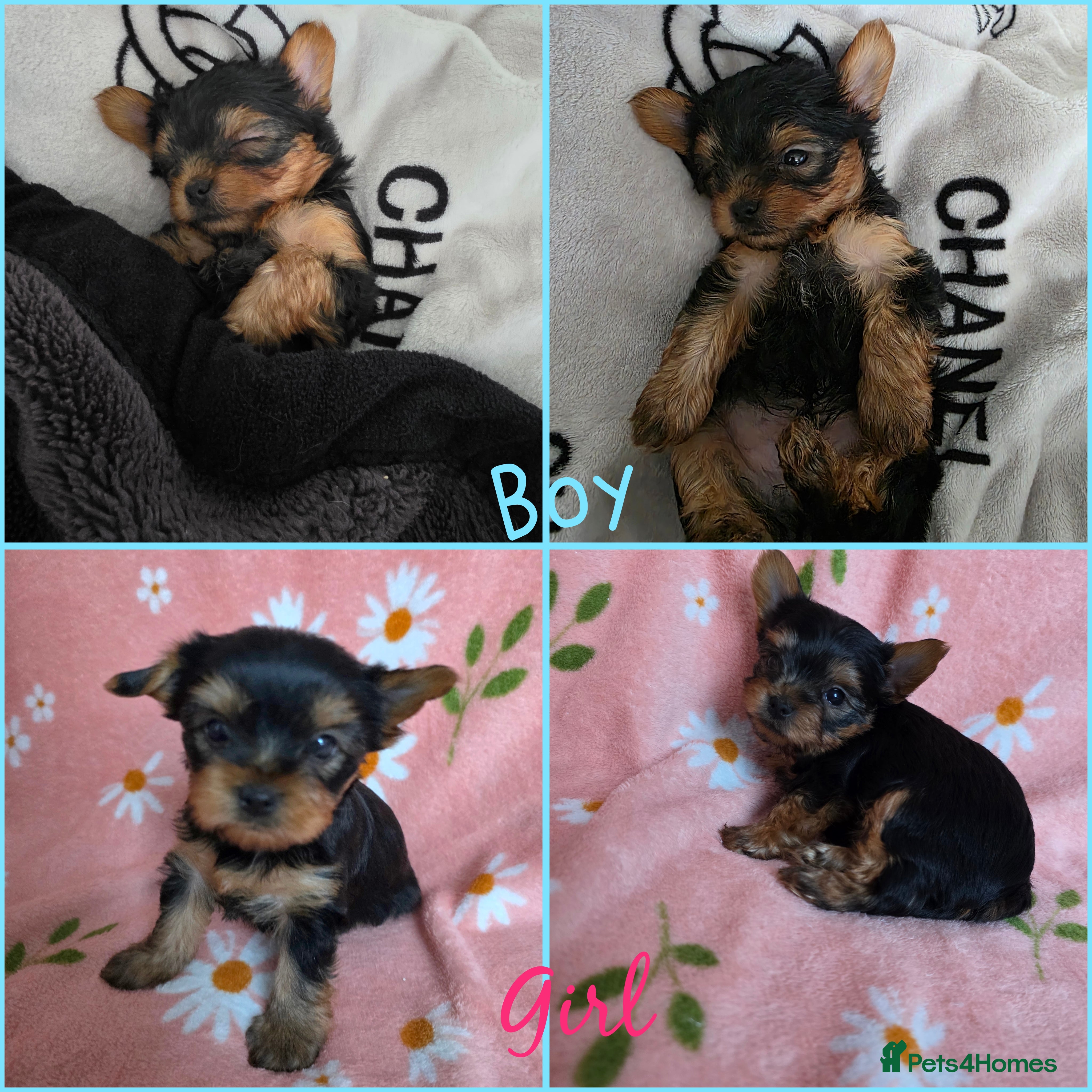 Yorkshire Terrier dogs Yorkshire Terrier,KC.Reg.5 generation Pedigree🐶🩵 - Advert 4
