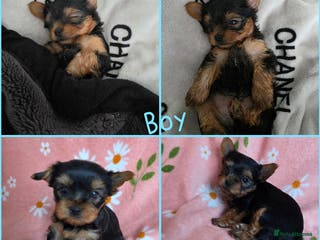 Yorkshire Terrier dogs Yorkshire Terrier,KC.Reg.5 generation Pedigree🐶🩵 - Advert 4