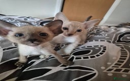 Oriental cats for sale: 2 Oriental boys left ( sold ) - Image 31