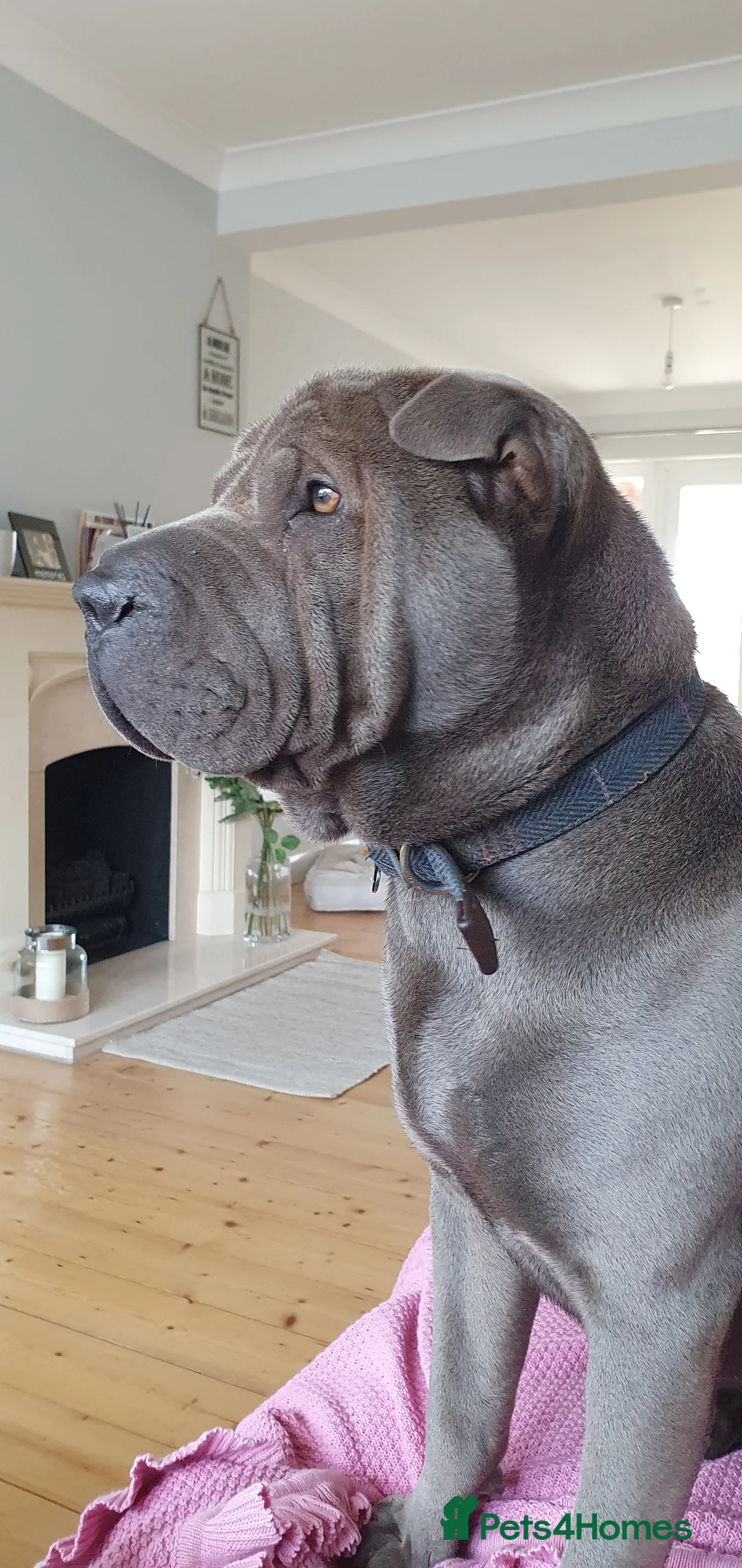 Shar Pei dogs for stud: Gus- Beautiful blue horse coat for stud in Billericay - Advert 3