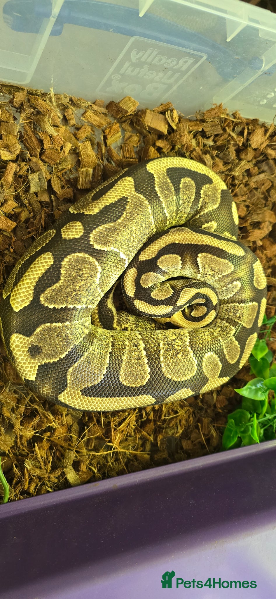 Mixed Breed reptiles Ball Pythons And Corn Snake For Sale - Advert 2