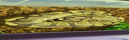 Mixed Breed reptiles for sale: Ball Pythons And Corn Snake For Sale - Advert 2