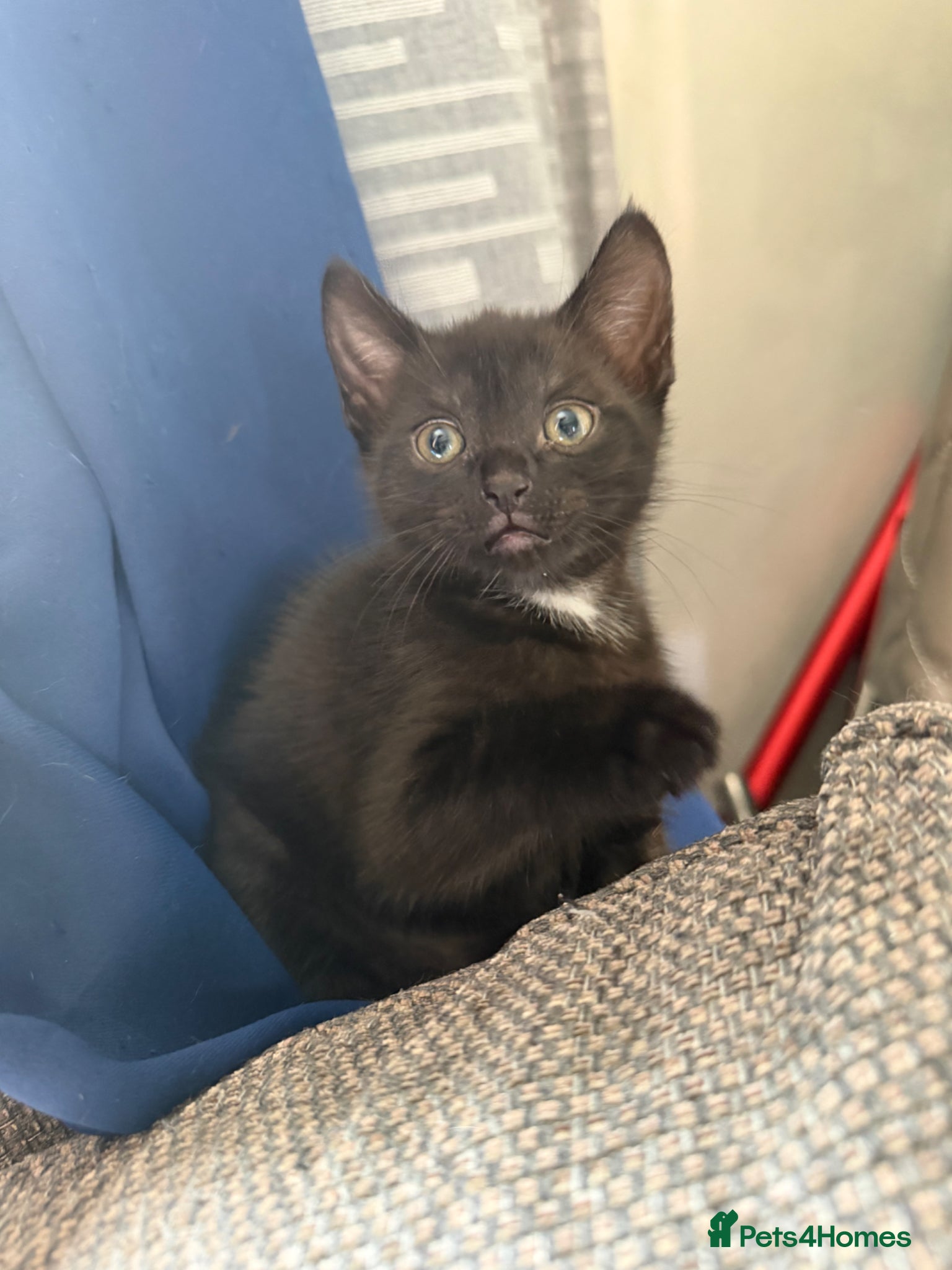 Mixed Breed cats for sale: Stunning black kittens  - Advert 4