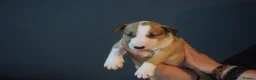 Bull Terrier dogs for sale: Quality Bull Terrier Puppies - Advert 17