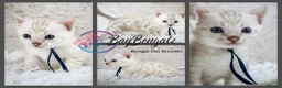 Bengal cats for sale: Stunning Silver Snow ❄️ Bengal Kittens  - Advert 11