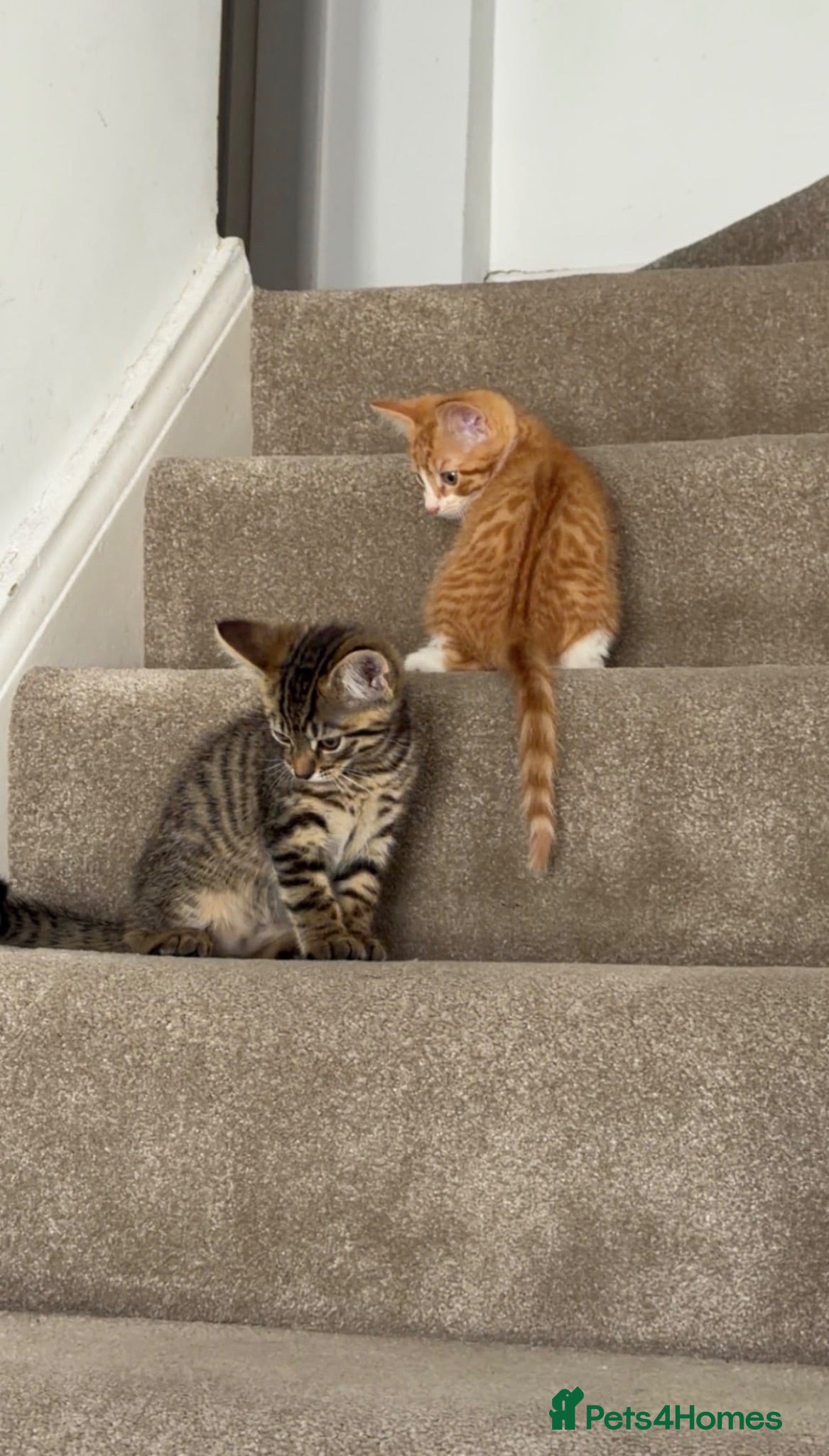 Domestic Shorthair cats Kittens Tabby domestic shorthair  - Advert 11