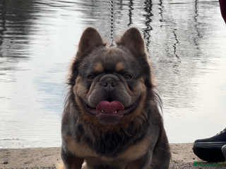 French Bulldog dogs Lilac & Cherry tan Fluffy in Manchester - Advert 20