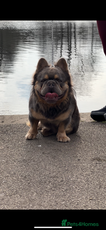 French Bulldog dogs in Manchester - Advert 17