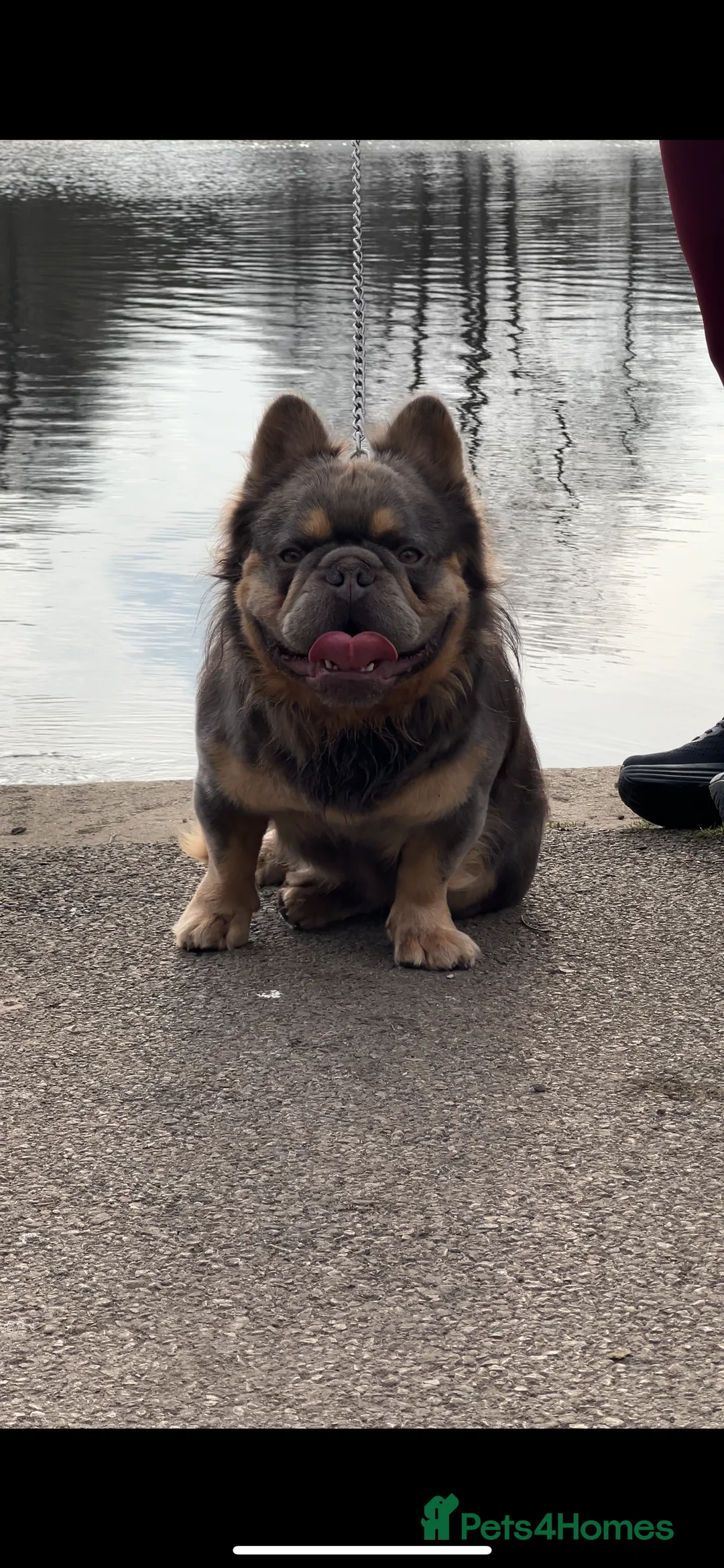 French Bulldog dogs for stud: Lilac & Cherry tan Fluffy in Manchester - Advert 1