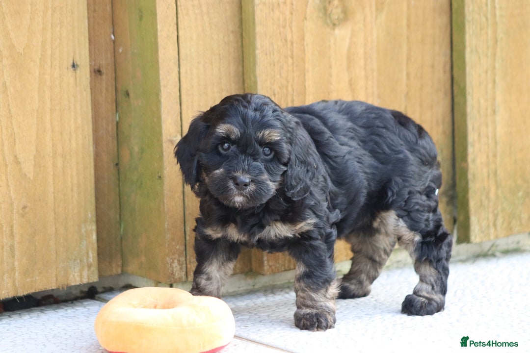 Cockapoo dogs for sale: Cockapoo puppies for sale!  - Advert 30