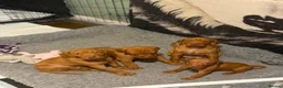 Hungarian Vizsla dogs for sale: Hungarian Vizsla Puppies – Rich Geltwood Heritage - Advert 20
