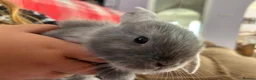 Mixed Breed rabbits for sale: Male rabbits for sale in Sudbury - Advert 2