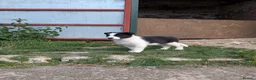 Border Collie dogs for sale: Border Collie Puppies for sale - Advert 14