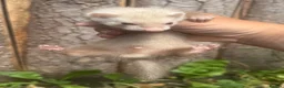 Ferret rodents for sale:  Small Sandy Hob Kit - Advert 2