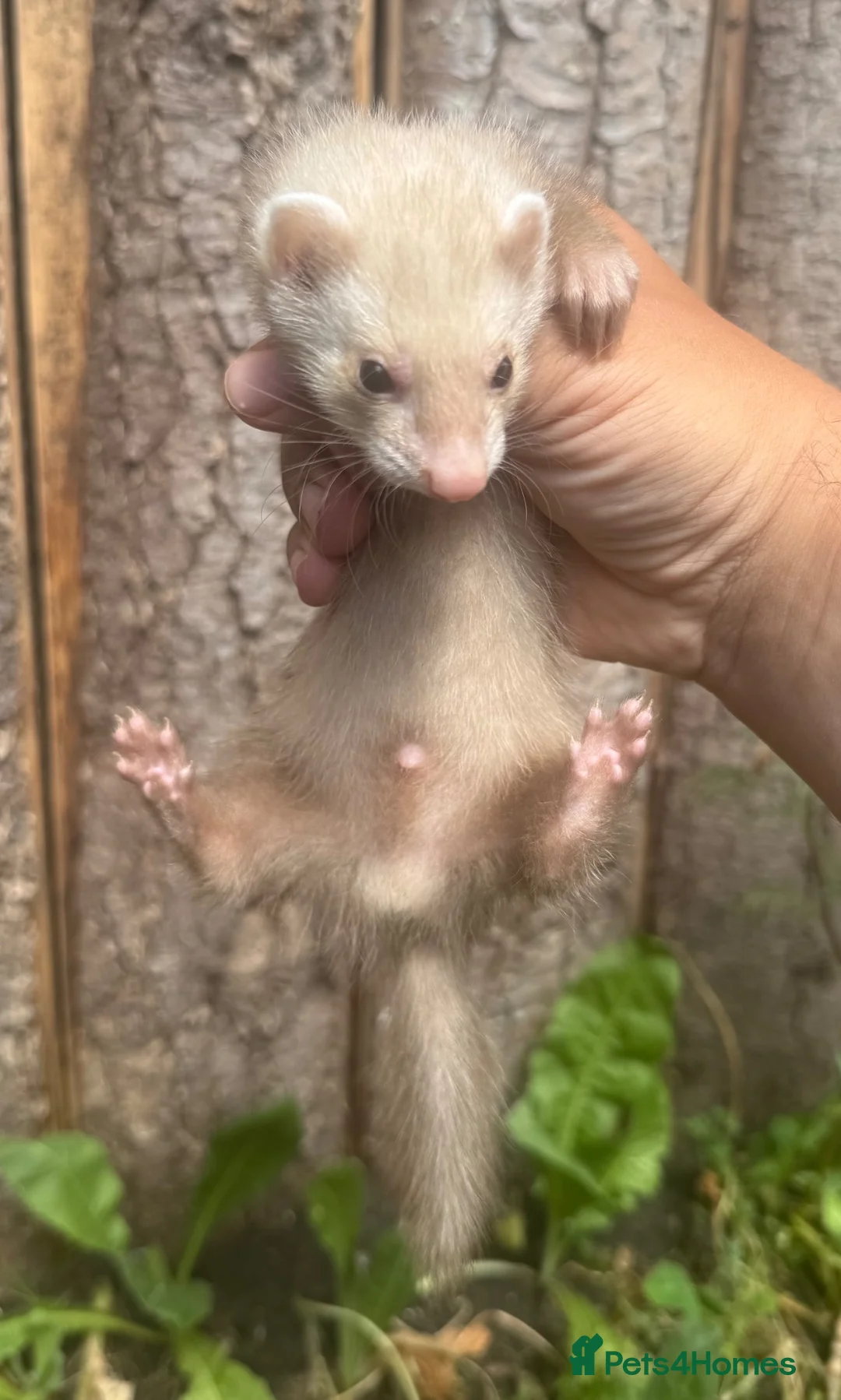 Ferret rodents for sale:  Small Sandy Hob Kit - Advert 2