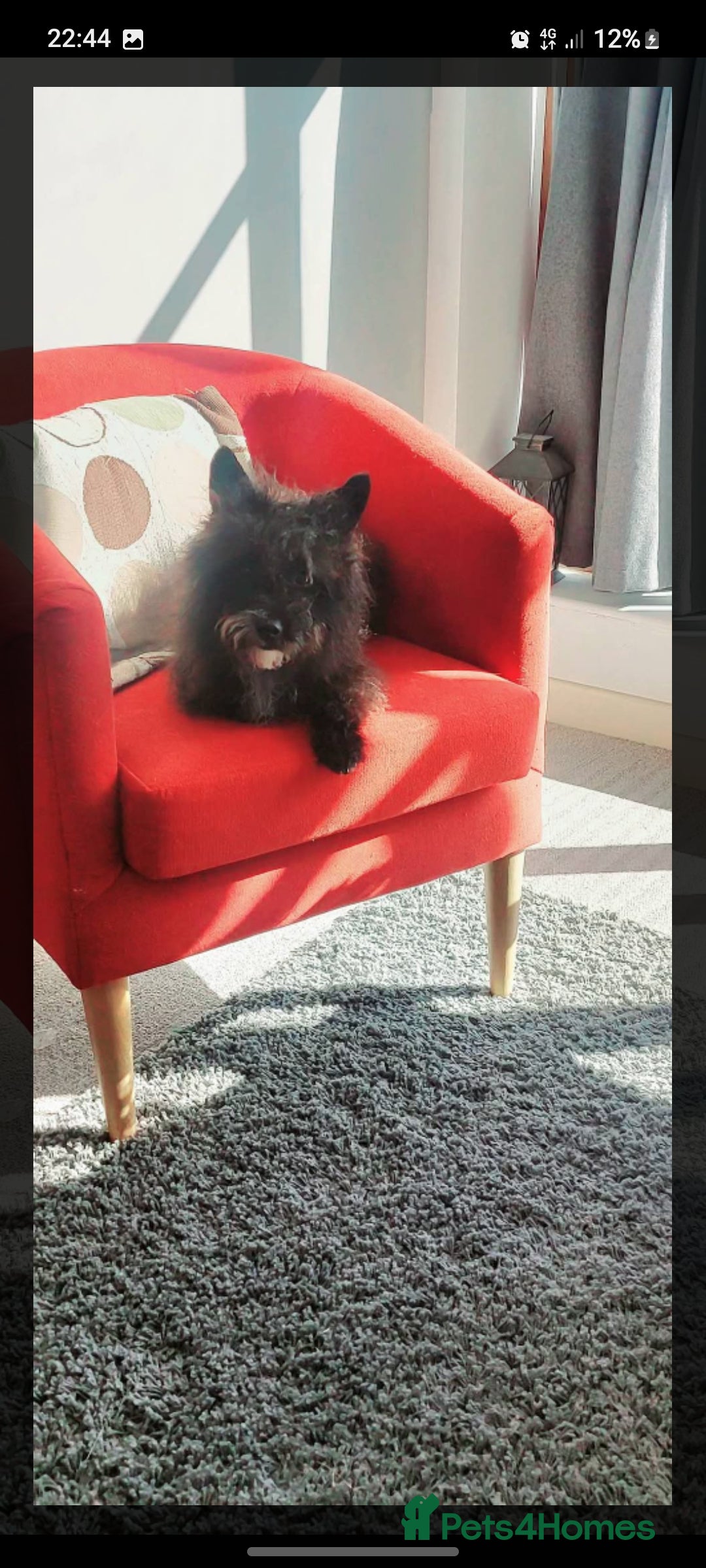 Poodle dogs for stud: Miniature poodle x norwich terrier - Image 18