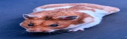 Hamster rodents for sale: Young Syrian Hamsters in Crowborough - Advert 8