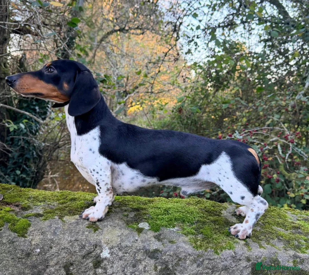 Miniature Dachshund dogs for stud: PRA CLEAR RUSSIAN IMPORT - Advert 2