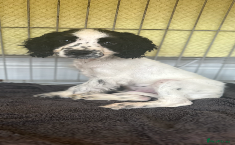 Cocker Spaniel dogs - Advert 16