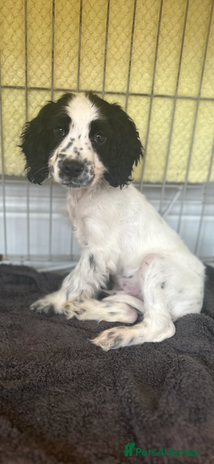 Cocker Spaniel dogs - Advert 16