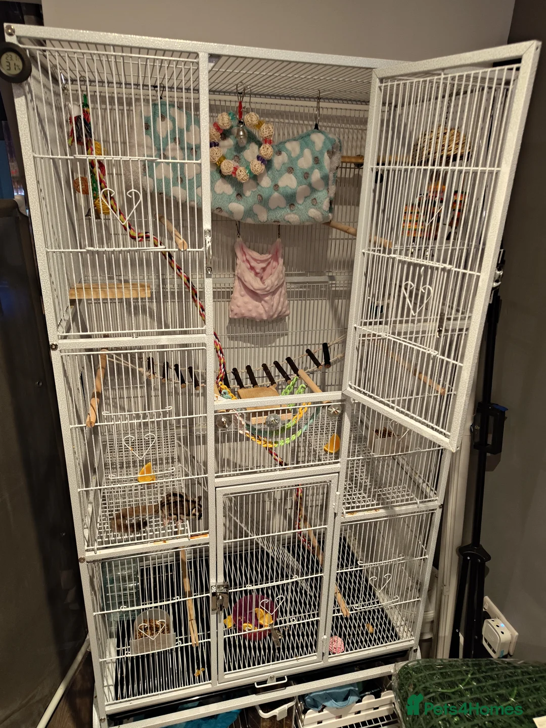 Sugar Glider rodents for sale: 2 male sugar gliders. Coming up 2 years old in Newport Pagnell - Advert 3