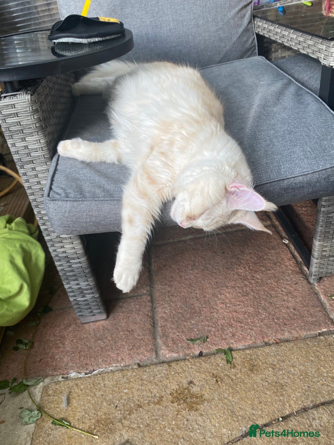 Maine Coon cats for sale: Beautiful girl  - Image 4
