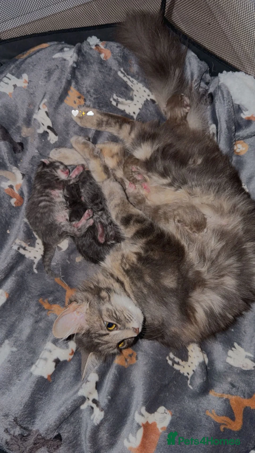 Maine Coon cats for sale: 11 week old maincoon  - Advert 1