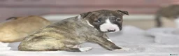 Miniature Bull terrier dogs for sale: Excellent miniature english bull terrier puppies  - Advert 8
