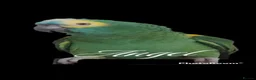 Parrots birds for sale: Amazing blue front Amazon parrot  - Advert 1