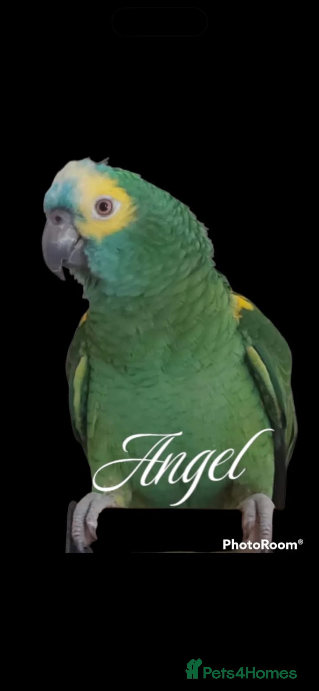 Parrots birds for sale: Amazing blue front Amazon parrot  - Advert 1
