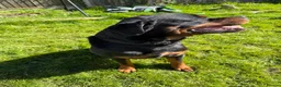 Rottweiler dogs for sale: Male 4 year old Rottweiler  - Advert 6